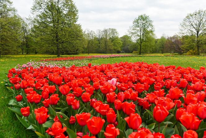 Tysiące tulipanów zakwitło na majówkę! Jednak zobaczyć je możecie tylko tak