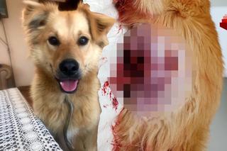 Myśliwy zastrzelił psa