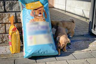 Ktoś wrzucił trzy szczeniaki do worka i zostawił w rowie. Uratowali je funkcjonariusze straży granicznej [ZDJĘCIA]