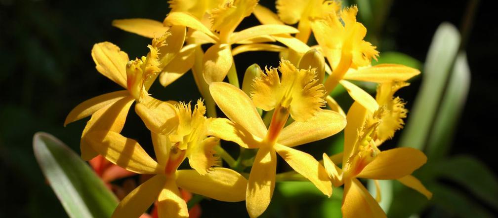 Epidendrum 