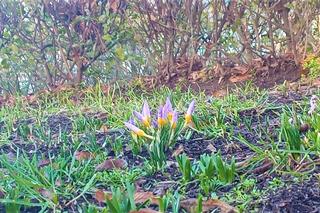 Pierwsze krokusy w Szczecinie