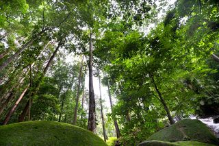 To najwyższe drzewo w Polsce. Ma wysokość 20-piętrowego budynku!