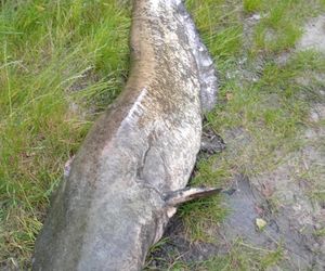 Sum gigant Rafała Kopra