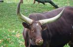 Wrocławskie zoo szuka imienia dla krowy z największymi rogami na świecie