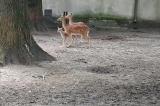 Bambi w Mini Zoo w Żywcu