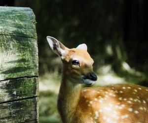 Jelonki Sika z warszawskiego ZOO