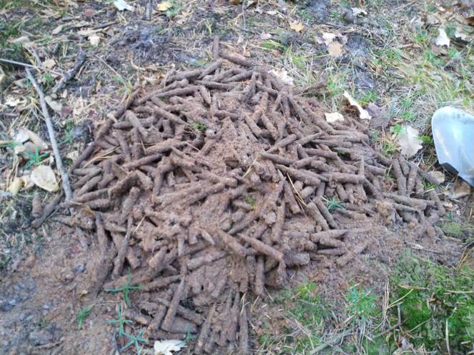 600 sztuk amunicji w starachowickich lasach