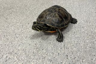 ​Nietypowa akcja strażników i strażaków z Leszna. Uratowali jeża uwięzionego w ogrodzeniu