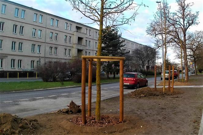 Drzewa powróciły na aleję Bohaterów Warszawy