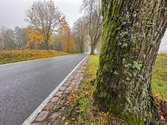 Pancerny Zbyszek" miał furę szczęścia. "Przysnąłem i palnąłem w drzewo"