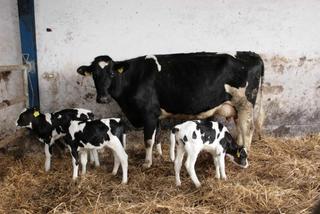 Szaleńczo wściekły byk chciał zabić Leszka. Śmierć była bardzo blisko