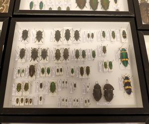 I Międzynarodowy Dzień Wymiany Owadów i Targi Entomologiczne w Bytomiu