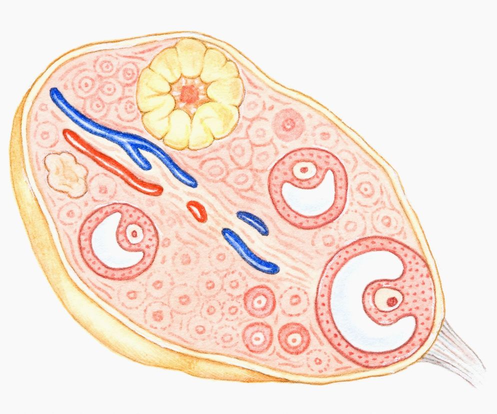 Ciałko żółte to niewielka struktura bogato unaczyniona, pełniąca funkcje wydzielnicze, zatem zaliczana do elementów układu endokrynnego.