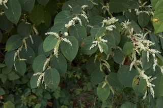 Rdestowiec japoński