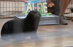 Najmłodszy kotik we wrocławskim zoo otrzymał imię Alfie