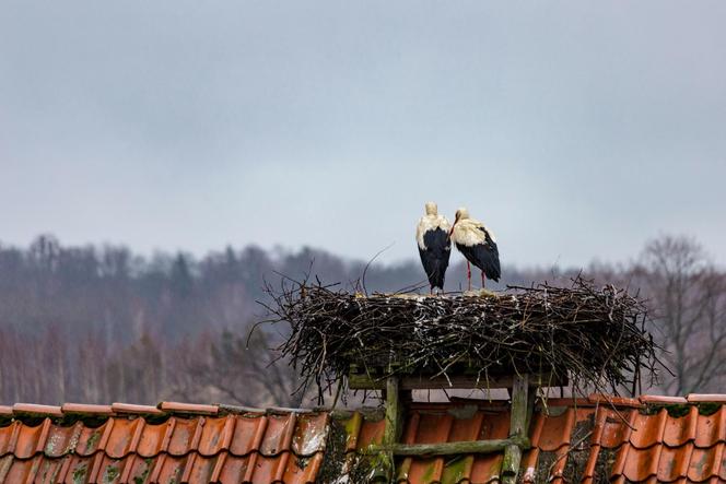 To tu znajduje się bociania stolica Polski. Niezwykła wieś na Warmii [ZDJĘCIA]