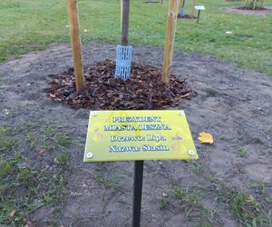 Danusia, Halinka, Linkus, Seniorita i Stasiu zapuszczają korzenie. Nowe nasadzenia w Lesznie