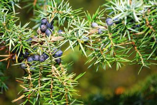 Jałowiec pospolity - Juniperus communis