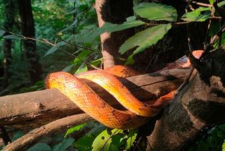Kraków. Wąż zbożowy odłowiony w Parku Reduta. Wygrzewał się 1,5 metra nad ziemią