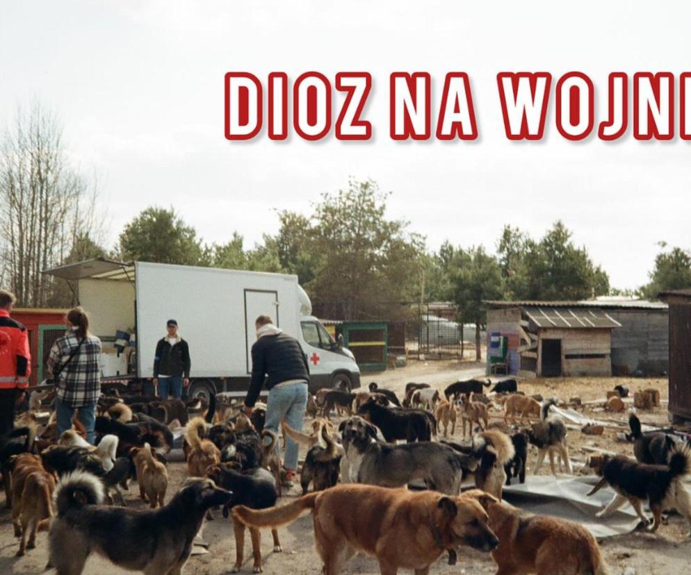 Druga rocznica wojny na Ukrainie. Jak DIOZ ratował zwierzęta z terenów wojennych?