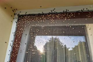 Inwazja much w Czechach na Pomorzu Zachodnim