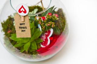 Kwiaty doniczkowe na Dzień Matki