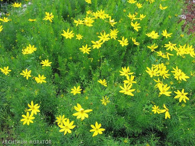 Rośliny o żółtych kwiatach