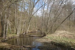 Rowerem przez Bory Tucholskie. Na tym szlaku zobaczymy aż trzy akwedukty, a to godzina jazdy z Bydgoszczy 