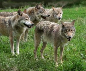Wilki grasują pod Tarnowem. Władze gminy ostrzegają mieszkańców przed atakami drapieżników