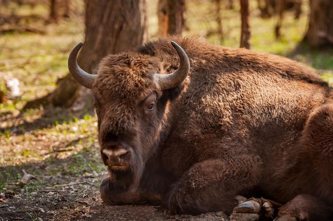 Puszcza Białowieska – ostatnia taka puszcza w Europie