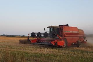 Agroklimatolog: w przyszłości żniwa będą się zaczynały na początku lipca. Wyraźne ocieplenie klimatu!