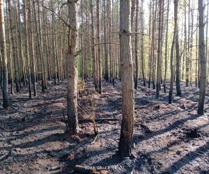 Pożar w lesie w Lubuskiem. Interweniowały służby