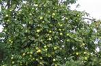 Jabłoń: za dużo owoców na drzewie