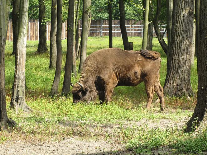 Zagroda Żubrów w Pszczynie