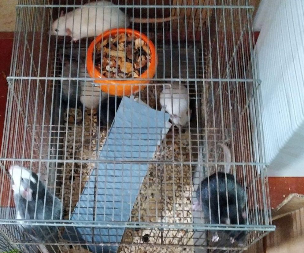 Horror w sklepie zoologicznym w Gliwicach. Szokujące zdjęcia
