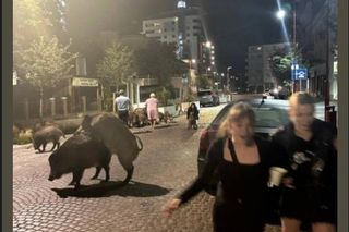 Mem ze strony FB PomorzePosting UwU