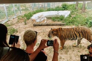 W Nowym Zoo otwarto wybieg dla uratowanych tygrysów