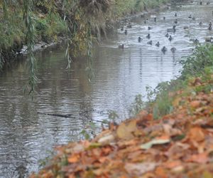 Dolina Silnicy i Zalew Kielecki jesienią