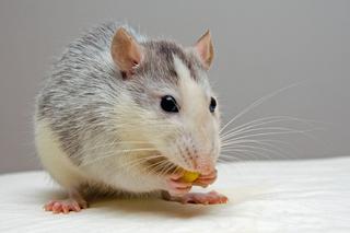 Szczury w domu – jak się ich pozbyć? Skuteczne sposoby na szczury w domu