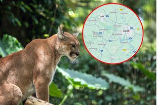 Niemcy: trwają poszukiwania wielkiego dzikiego kota. Może być niebezpieczny