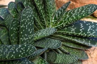 Gasteria