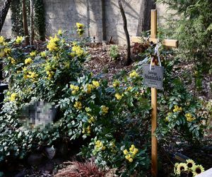 Tak wygląda grób prof. Staniszkis rok po jej śmierci 