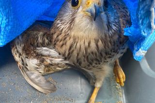 Mieszkaniec i strażnicy z Gostynia uratowali pustułkę