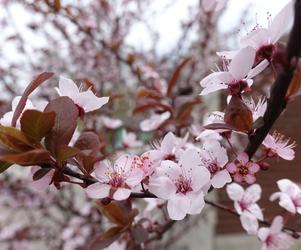 Śliwa wiśniowa ‘Pissardii’