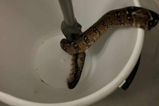 Nocny intruz na balkonie. Strażacy interweniowali na 9. piętrze w Sosnowcu