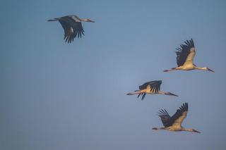 Podkarpackie bociany wcześniej wylatują na południe 