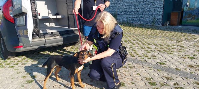 Strażnicy miejscy ruszyli na pomoc szczeniakowi