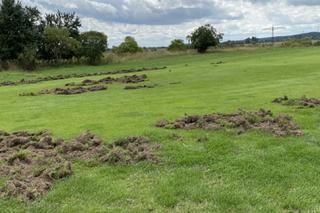 Dziki na polu golfowym