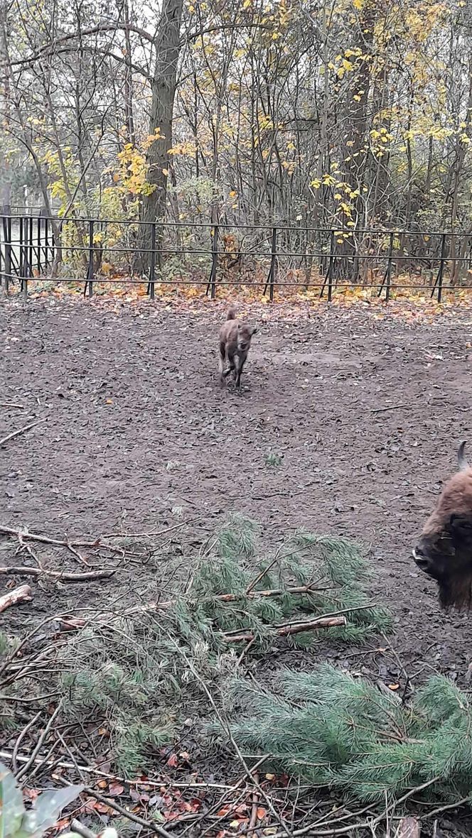 Młodą żubrzyczką w bydgoskim zoo opiekują się babcia i mama. "Ona jest od chmur zawracania!"