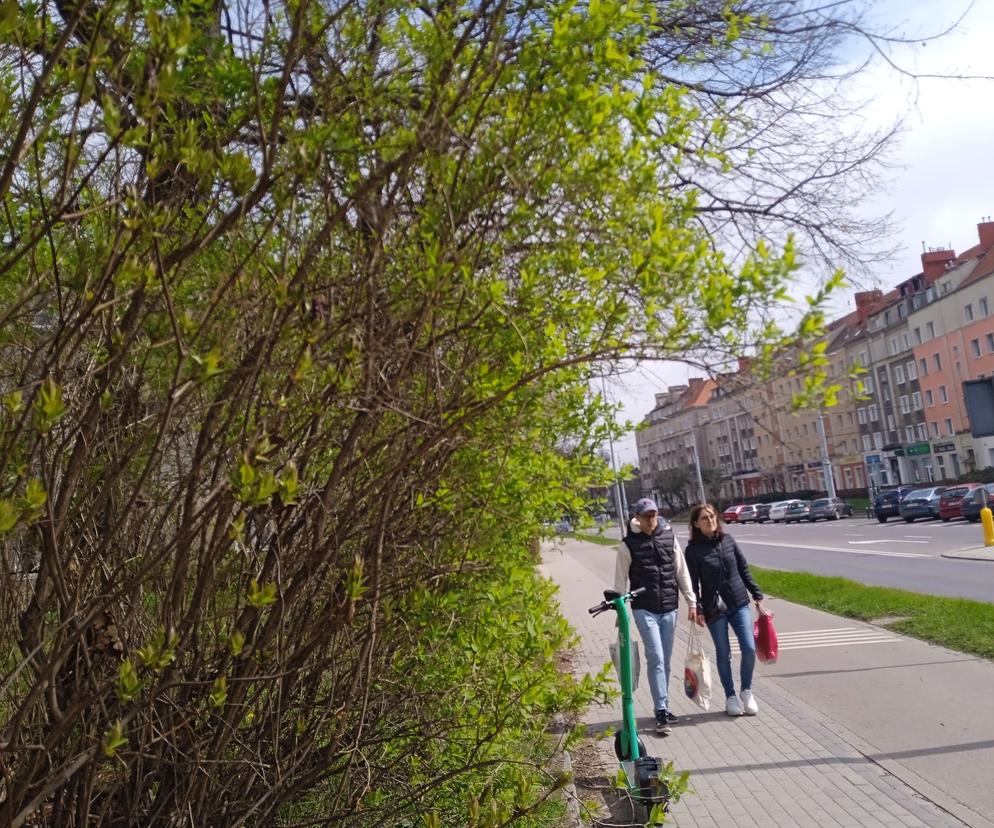 Wiosna w Gdańsku. Kwitną pierwsze drzewa i kwiaty. Zobaczcie nasze zdjęcia!